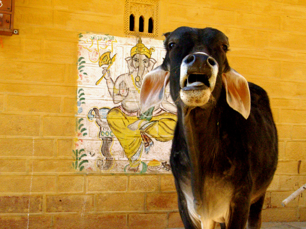 Sacred cow Fire Ox.