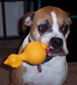 Bazi Four Pillars Dog Rooster.