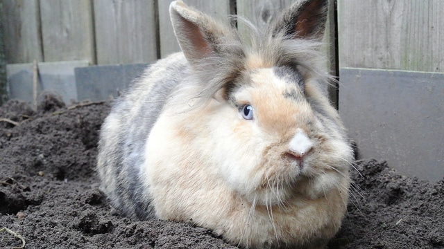 Chinese Astrology A Review Of What Happened In March 2016 Rabbit Month 